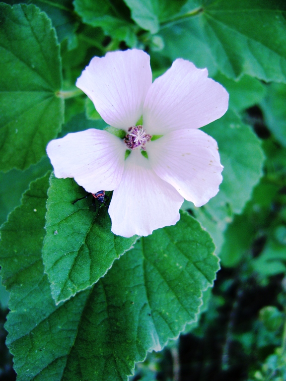 Althaea officinalis